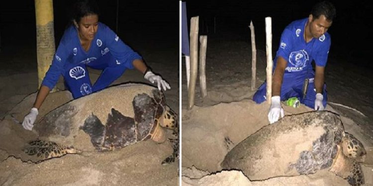Tartarugas marinhas são flagradas desovando no litoral do Piauí